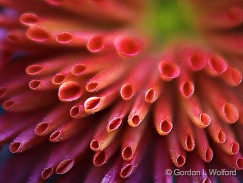 Tubular Flower Petals_24003.jpg - Hollow round flower petals photographed in Delaware, Ohio USA.